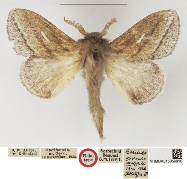 /filer/webapps/moths/media/images/E/exocyrta_Beralade_HT_NHMUK.jpg
