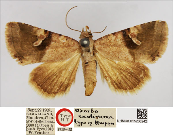 /filer/webapps/moths/media/images/E/exolivacea_Ozarba_AT_NHMUK.jpg
