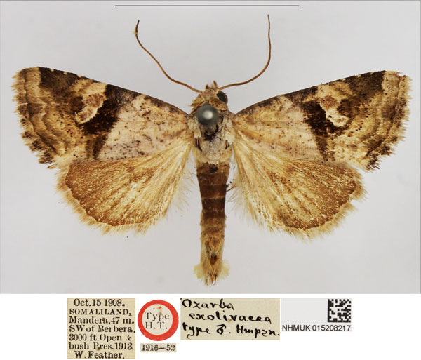 /filer/webapps/moths/media/images/E/exolivacea_Ozarba_HT_NHMUK.jpg