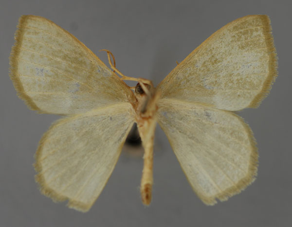 /filer/webapps/moths/media/images/E/exomila_Pseudhemithea_A_ZSM_02.jpg