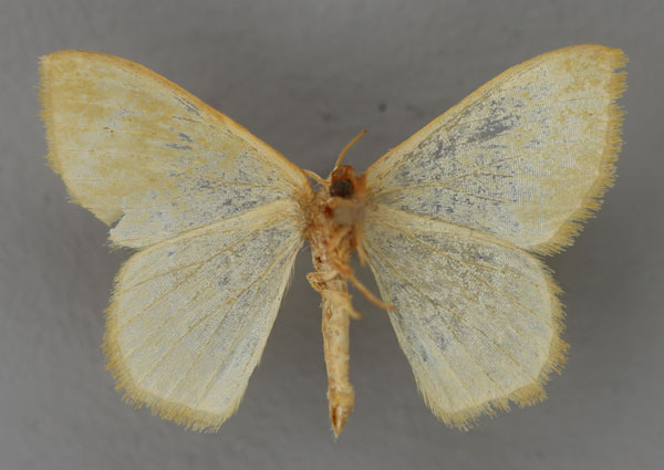 /filer/webapps/moths/media/images/E/exomila_Pseudhemithea_PT_ZSM_02.jpg