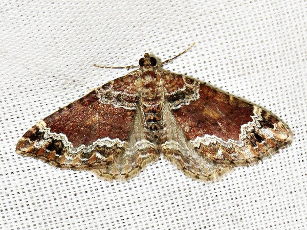 /filer/webapps/moths/media/images/E/exorista_Xanthorhoe_A_Braun.jpg