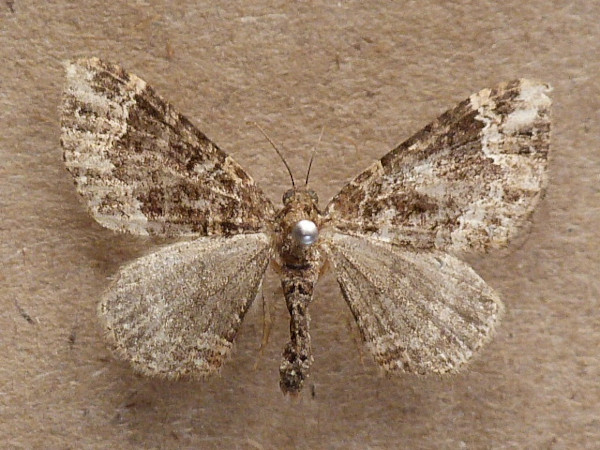 /filer/webapps/moths/media/images/E/exorista_Xanthorhoe_A_Butler.jpg