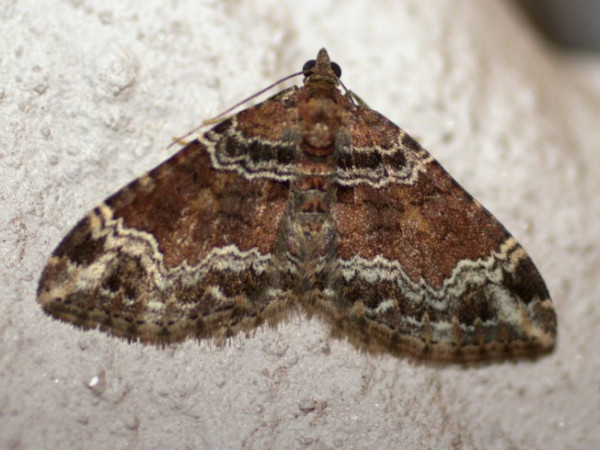 /filer/webapps/moths/media/images/E/exorista_Xanthorhoe_A_Heyns.jpg