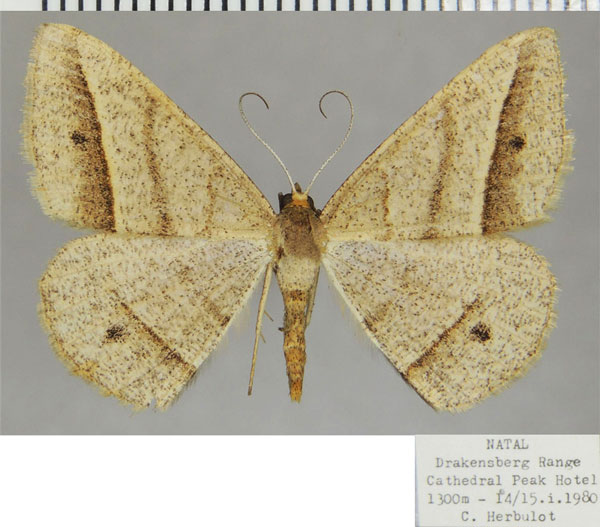 /filer/webapps/moths/media/images/E/exospilata_Isturgia_AF_ZSM.jpg