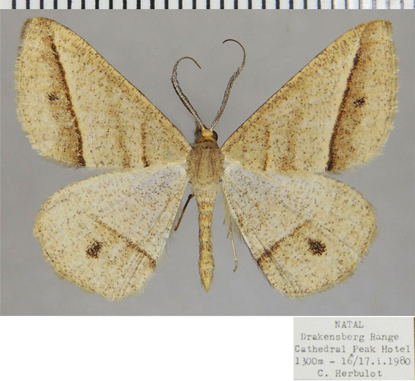 /filer/webapps/moths/media/images/E/exospilata_Isturgia_AM_ZSMa.jpg