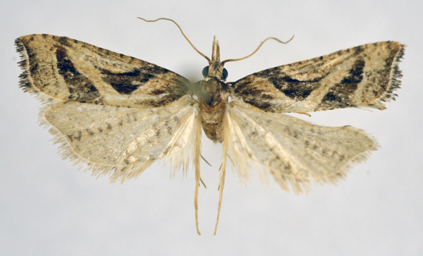 /filer/webapps/moths/media/images/E/exoterica_Cochylimorpha_AM_NHMO.jpg