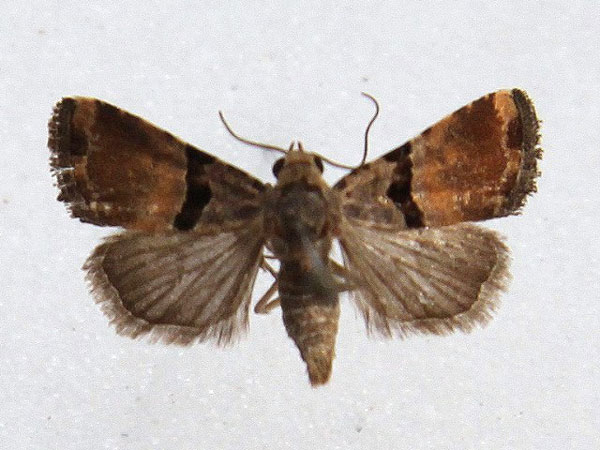 /filer/webapps/moths/media/images/E/expatriata_Eustrotia_A_Goff.jpg