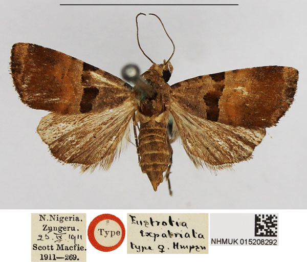 /filer/webapps/moths/media/images/E/expatriata_Eustrotia_HT_NHMUK.jpg