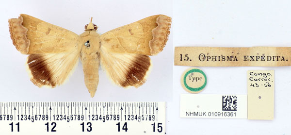 /filer/webapps/moths/media/images/E/expedita_Ophisma_ST_BMNH.jpg