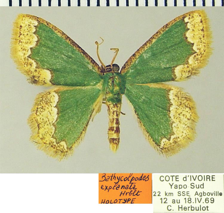 /filer/webapps/moths/media/images/E/explanata_Bathycolpodes_HT_ZSMa.jpg