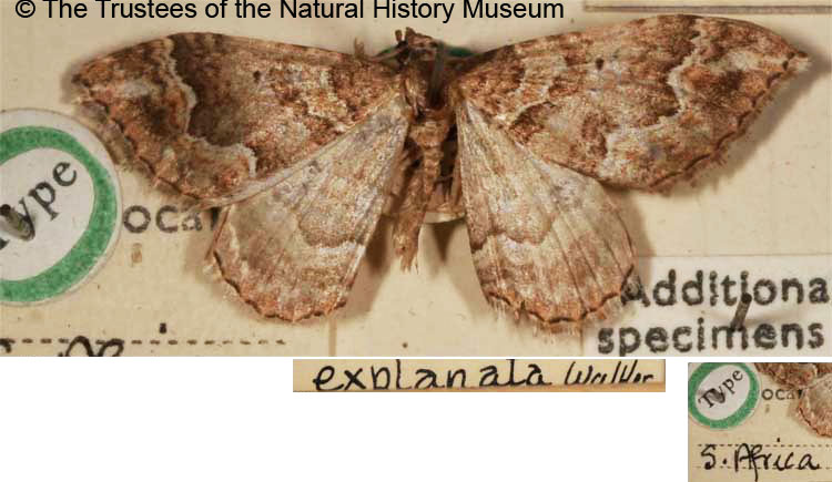 /filer/webapps/moths/media/images/E/explanata_Larentia_STM_BMNH.jpg