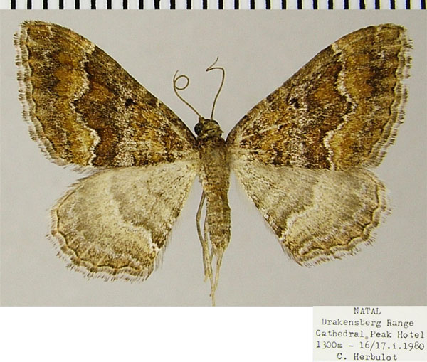/filer/webapps/moths/media/images/E/explanata_Mimoclystia_AF_ZSM.jpg