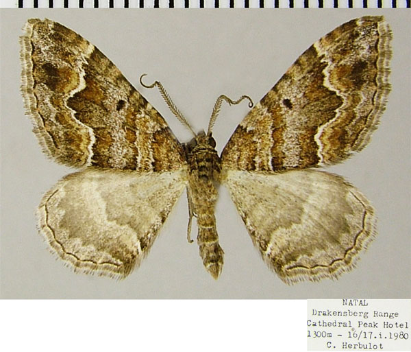 /filer/webapps/moths/media/images/E/explanata_Mimoclystia_AM_ZSMa.jpg