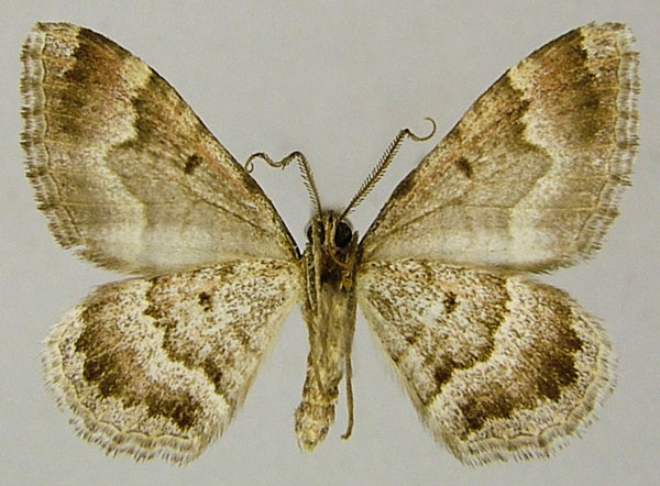 /filer/webapps/moths/media/images/E/explanata_Mimoclystia_AM_ZSMb.jpg