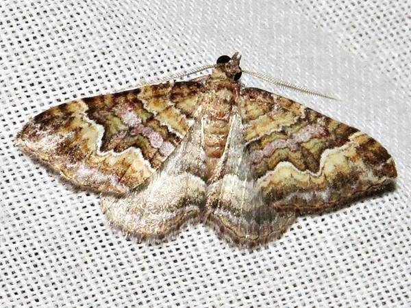 /filer/webapps/moths/media/images/E/explanata_Mimoclystia_A_Braun_01.jpg