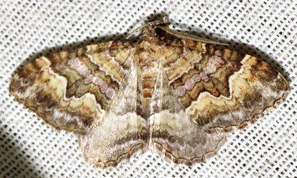 /filer/webapps/moths/media/images/E/explanata_Mimoclystia_A_Braun_06.jpg