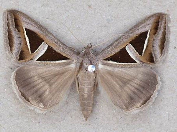/filer/webapps/moths/media/images/E/exportata_Trigonodes_AF_Butler.jpg