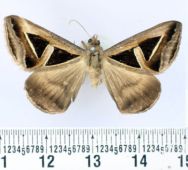/filer/webapps/moths/media/images/E/exportata_Trigonodes_AM_BMNH.jpg