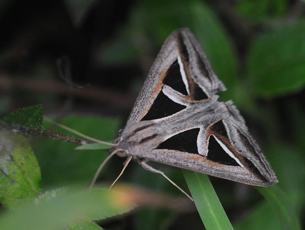/filer/webapps/moths/media/images/E/exportata_Trigonodes_A_King.jpg
