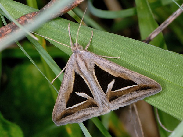 /filer/webapps/moths/media/images/E/exportata_Trigonodes_A_Mazzei_01.jpg