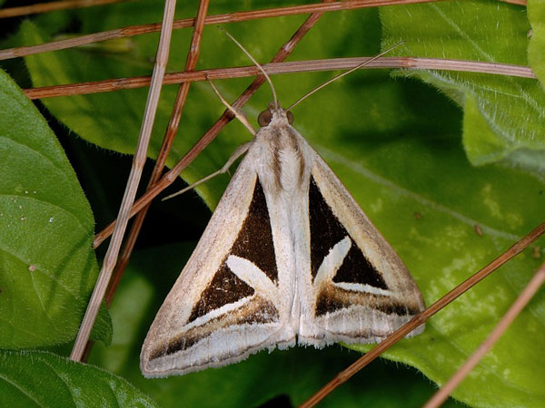 /filer/webapps/moths/media/images/E/exportata_Trigonodes_A_Mazzei_02.jpg