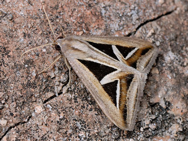 /filer/webapps/moths/media/images/E/exportata_Trigonodes_A_Mazzei_03.jpg