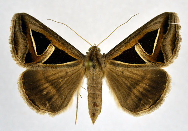 /filer/webapps/moths/media/images/E/exportata_Trigonodes_A_NHMO.jpg
