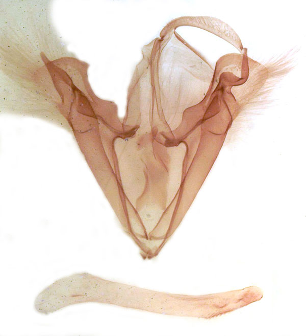 /filer/webapps/moths/media/images/E/exportata_Trigonodes_GM_MSNM_Berio696.jpg