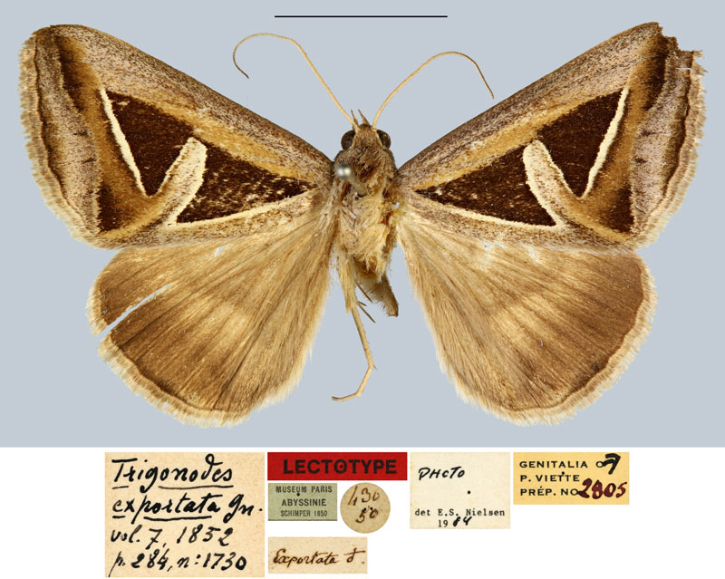 /filer/webapps/moths/media/images/E/exportata_Trigonodes_LT_MNHN.jpg