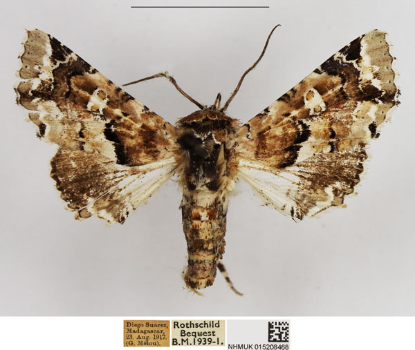 /filer/webapps/moths/media/images/E/exquisita_Eutelia_AF_NHMUK.jpg