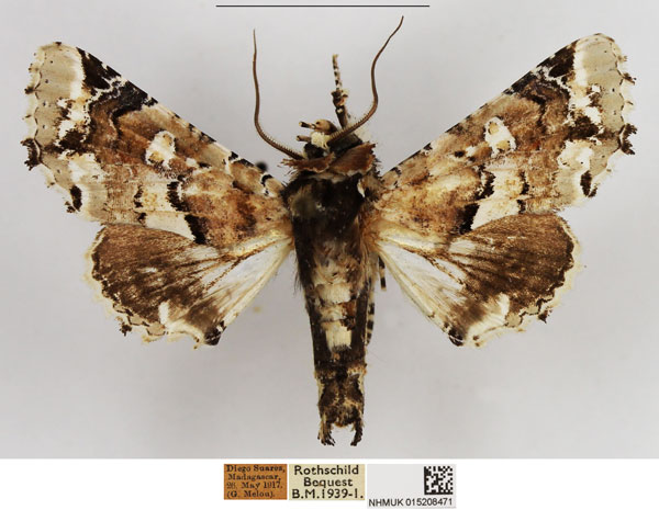 /filer/webapps/moths/media/images/E/exquisita_Eutelia_AM_NHMUK.jpg