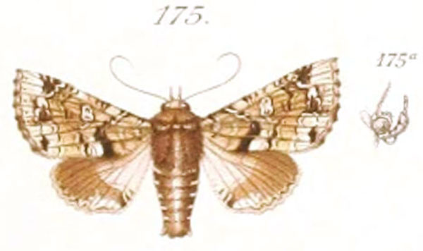 /filer/webapps/moths/media/images/E/exquisita_Eutelia_HT_Saalmuller_175.jpg