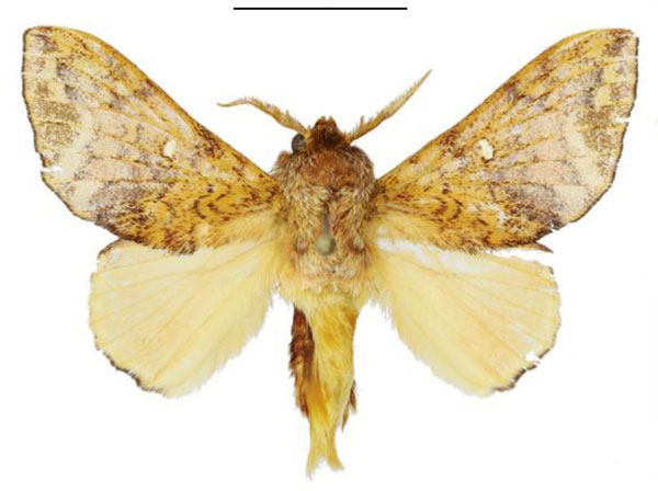 /filer/webapps/moths/media/images/E/exquisita_Hypotrabala_HT_ANHRT.jpg