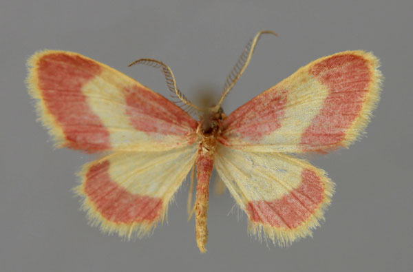 /filer/webapps/moths/media/images/E/exquisita_Idaea_A_ZSM_01.jpg