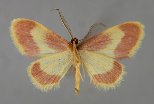 /filer/webapps/moths/media/images/E/exquisita_Idaea_A_ZSM_02.jpg