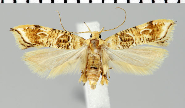 /filer/webapps/moths/media/images/E/exquisita_Sitotroga_PT_ZMHB.jpg