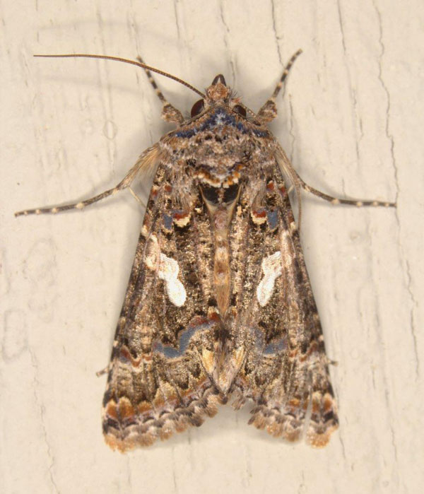 /filer/webapps/moths/media/images/E/exquisita_Thysanoplusia_AM_Heyns_01.jpg