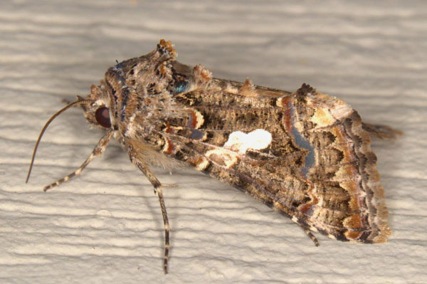 /filer/webapps/moths/media/images/E/exquisita_Thysanoplusia_AM_Heyns_02.jpg