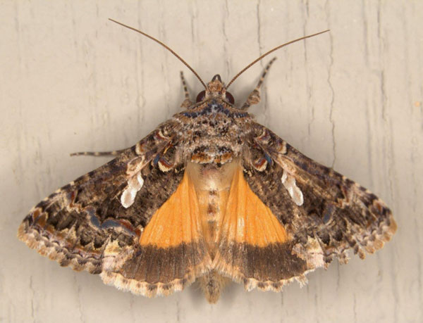 /filer/webapps/moths/media/images/E/exquisita_Thysanoplusia_AM_Heyns_03.jpg