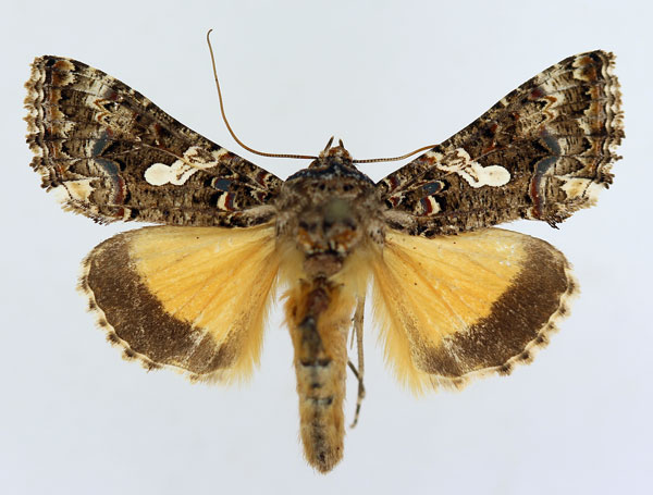 /filer/webapps/moths/media/images/E/exquisita_Thysanoplusia_AM_ISEA.jpg