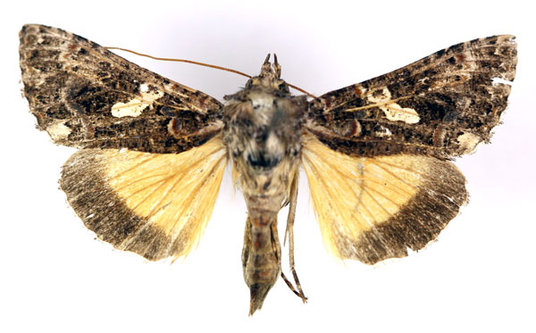 /filer/webapps/moths/media/images/E/exquisita_Thysanoplusia_A_RMCA.jpg