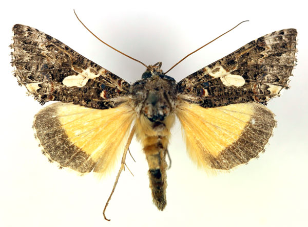 /filer/webapps/moths/media/images/E/exquisita_Thysanoplusia_A_RMCA_02.jpg
