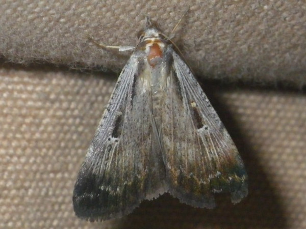 /filer/webapps/moths/media/images/E/exsiccata_Tathorhynchua_A_Liebenberg.jpg