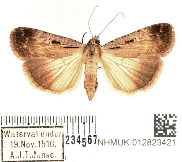 /filer/webapps/moths/media/images/E/exsiccata_Tathorhynchus_AF_BMNH_01.jpg