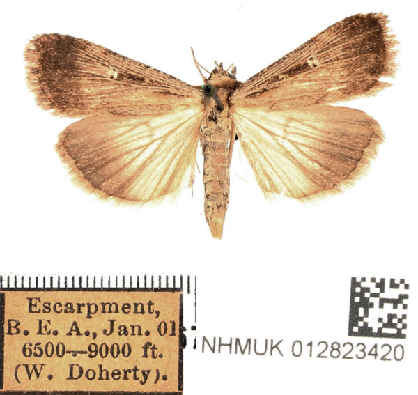/filer/webapps/moths/media/images/E/exsiccata_Tathorhynchus_AF_BMNH_02.jpg