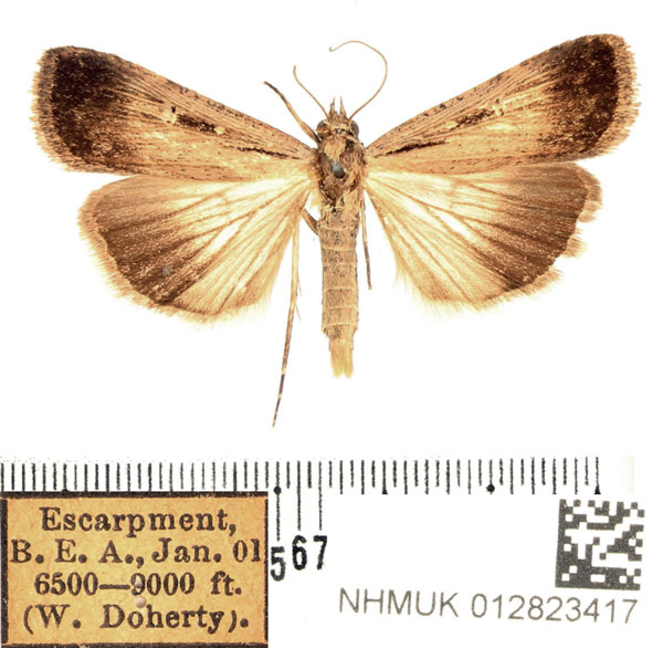 /filer/webapps/moths/media/images/E/exsiccata_Tathorhynchus_AM_BMNH_01.jpg