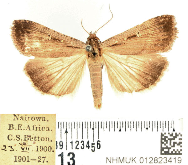 /filer/webapps/moths/media/images/E/exsiccata_Tathorhynchus_AM_BMNH_02.jpg