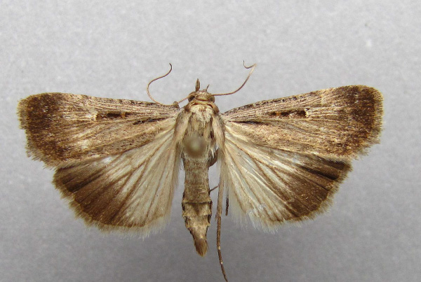 /filer/webapps/moths/media/images/E/exsiccata_Tathorhynchus_A_Baron.jpg