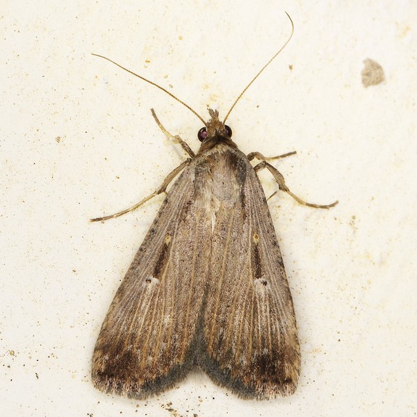 /filer/webapps/moths/media/images/E/exsiccata_Tathorhynchus_A_Heyns_01.JPG